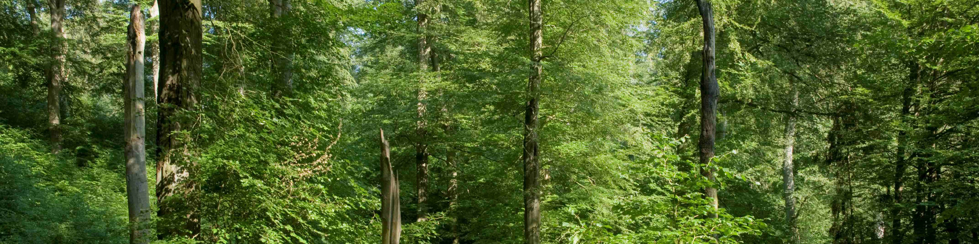 Zuschnittsmaske Titelbild Waldbild mit Totholz in der Mitte