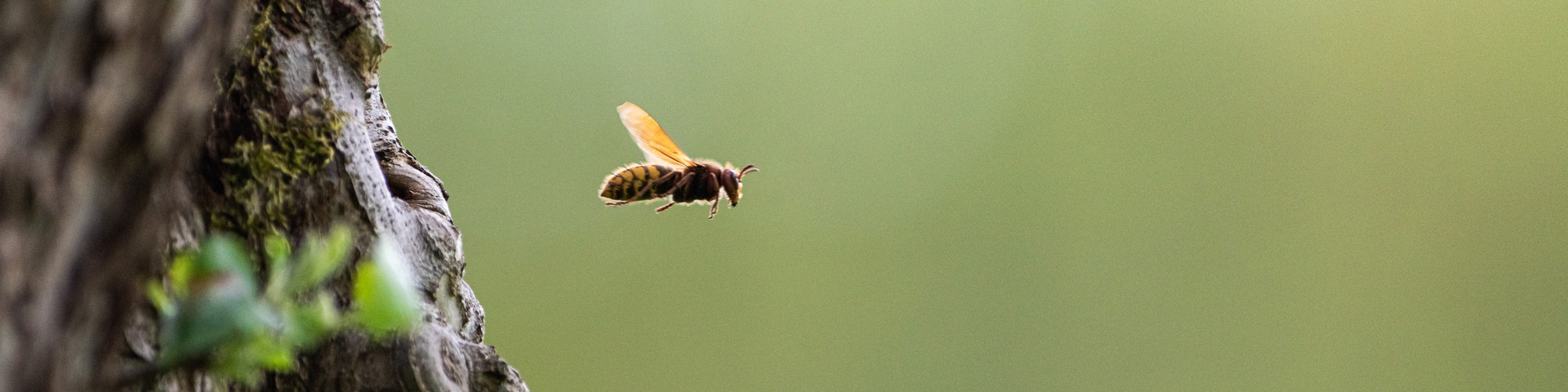 Hornisse fliegt vom Baum los