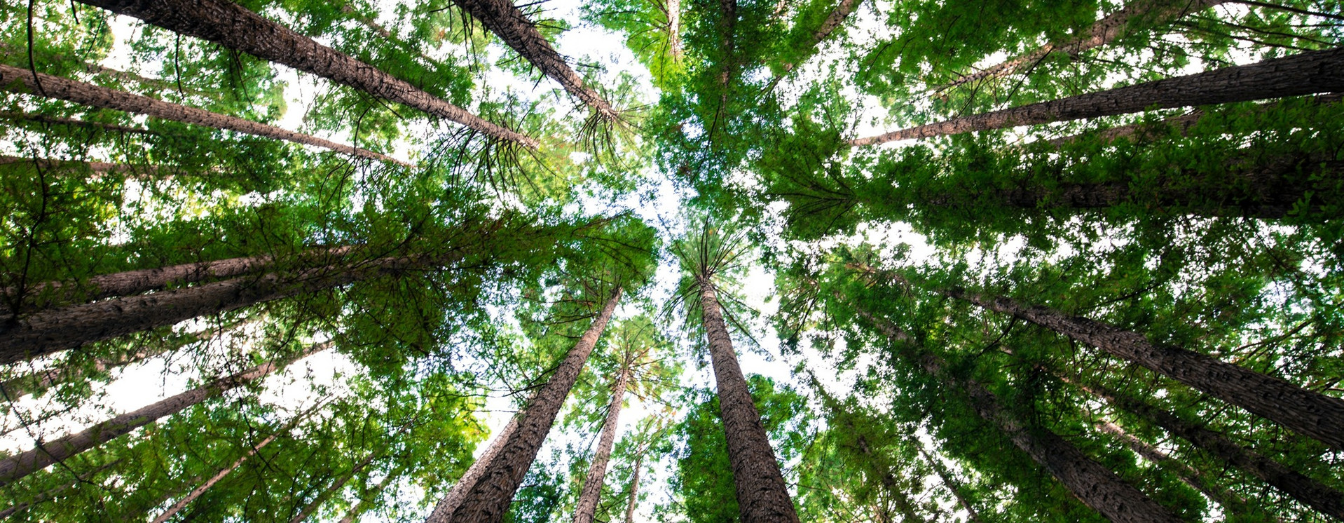 Blick von unten in einen Baumkreis 