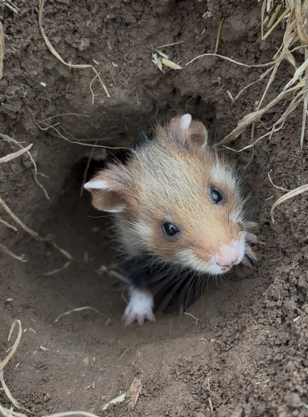Der Stammtisch „Feldhamster“ zieht Bilanz Der Stammtisch „Feldhamster“ zieht Bilanz