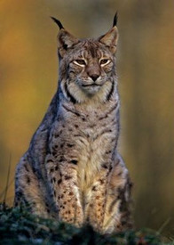 Lynx lynx | der Luchs