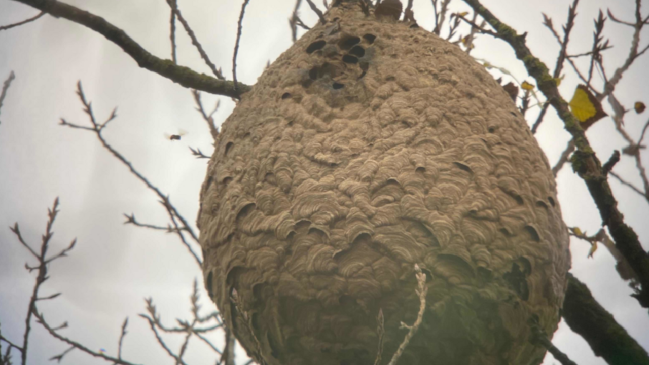 Eine medizinball großes braunes Hornissennest hängt im Baum