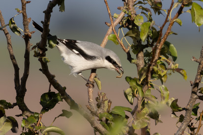 Beitragsreihe zum Raubwürger: Teil 2 beschreibt den idealen Lebensraum Beitragsreihe zum Raubwürger: Teil 2 beschreibt den idealen Lebensraum