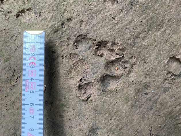 Zweiter Otternachweis im Otterprojekt – Freiwillige finden Spuren im Südwesten von Rheinland-Pfalz Zweiter Otternachweis im Otterprojekt – Freiwillige finden Spuren im Südwesten von Rheinland-Pfalz