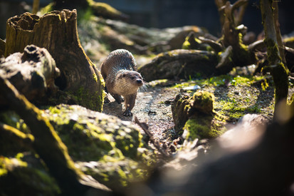 Fischotter im Fokus: Neue Homepage des Verbundprojekts "Deutschland wieder Otterland" online 