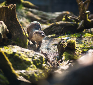 Ein Fischotter bei einem Landspaziergang durch ein feuchtes Waldgebiet