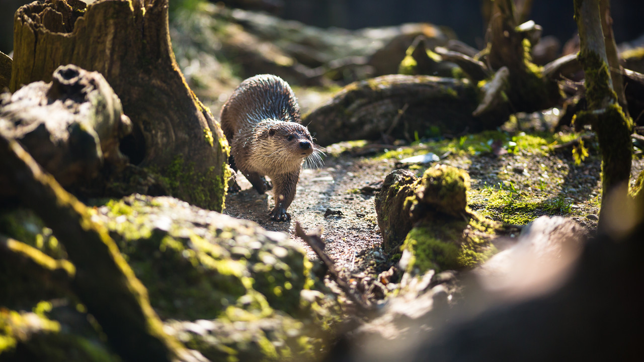 Ein Fischotter bei einem Landspaziergang durch ein feuchtes Waldgebiet