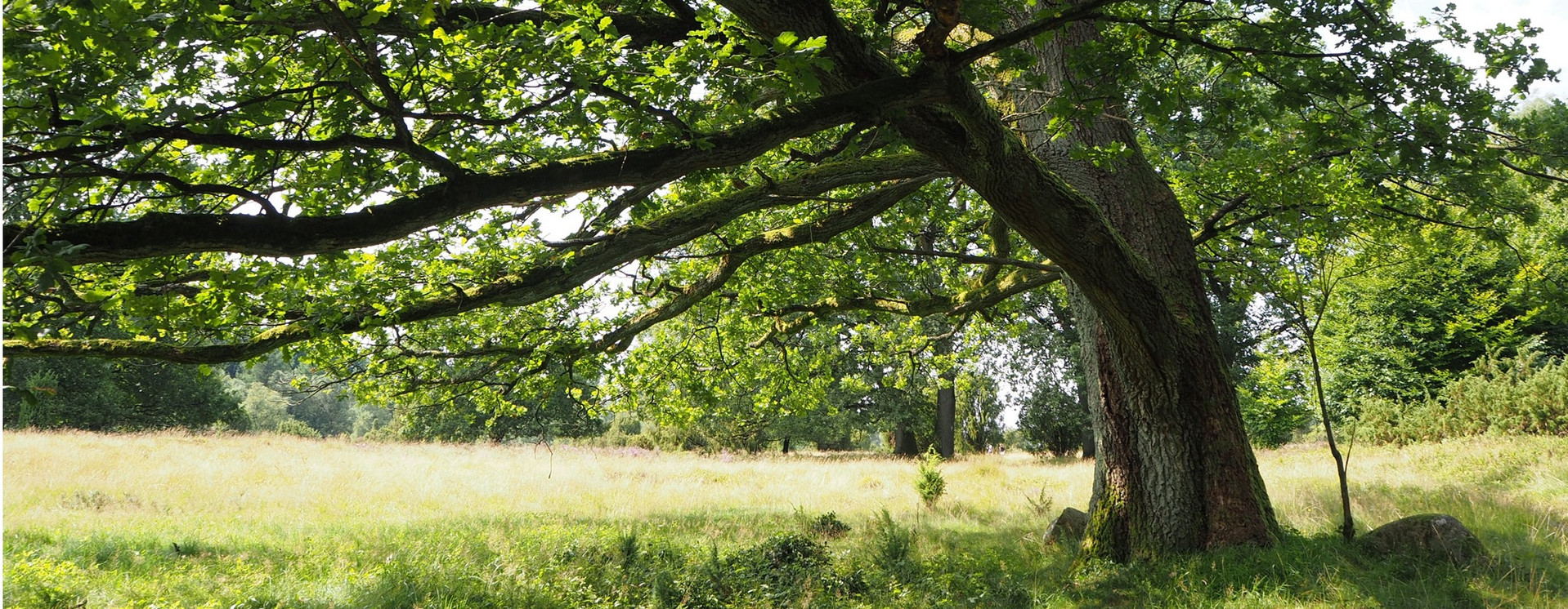 Alte Eiche in Spätsommer Sonne