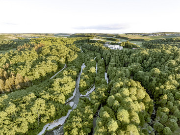 Nisteraue
