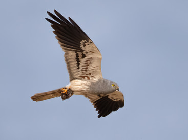 Männchen der Wiesenweihe im Flug