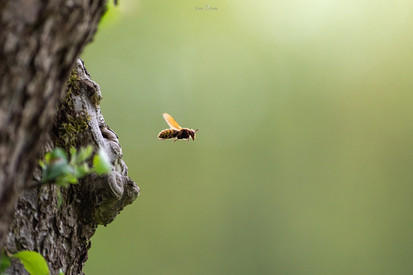 Hornisse fliegt vom Baum