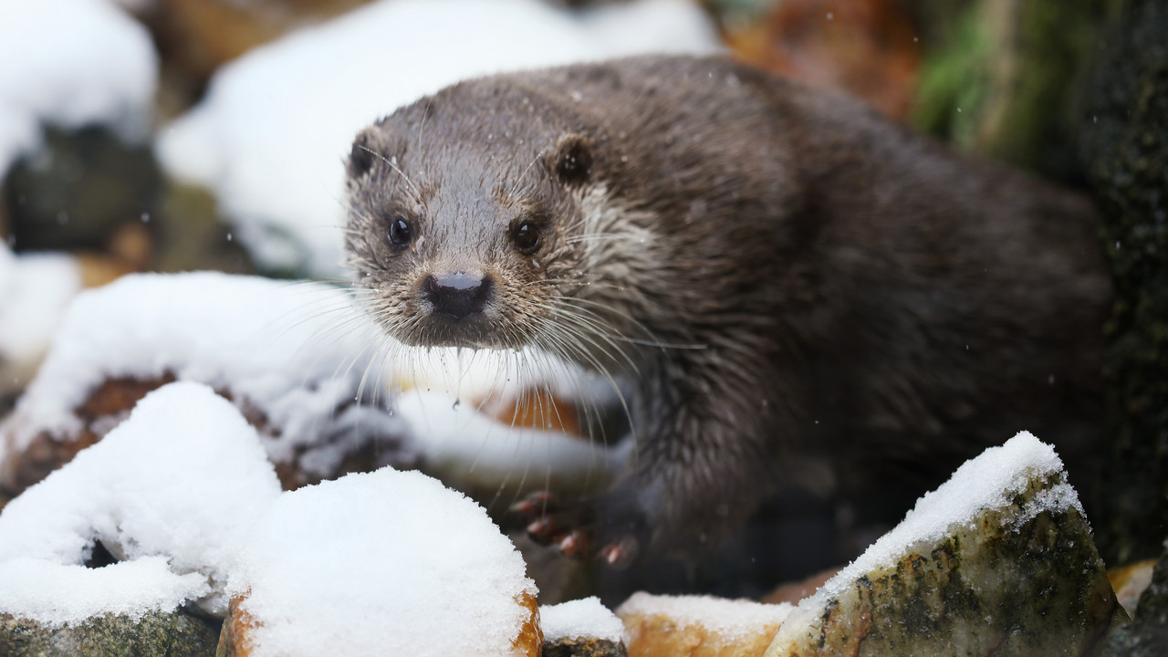 Ein eurasischer Fischotter im Schnee.