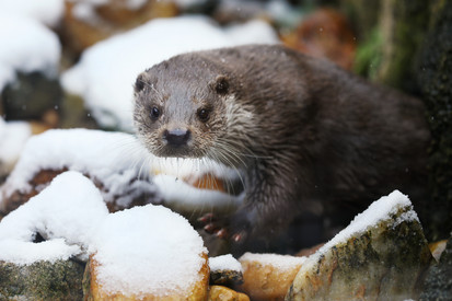 Erster Otternachweis im Westerwald seit 1988