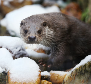 Ein eurasischer Fischotter im Schnee.