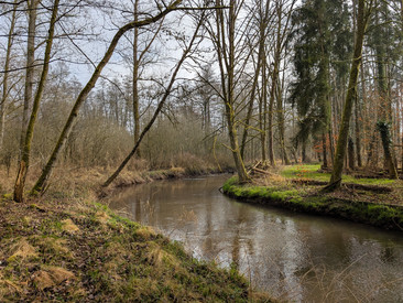 Feuchtgebiete am Oberrhein