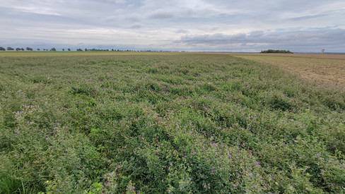 Blick auf eine Luzernefläche