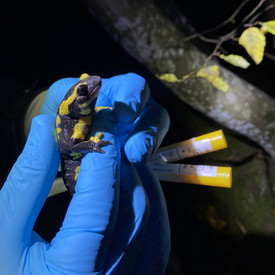 Feuersalamander wird von Forscherhand mit Handschuh gehalten, zwei Probenröhrchen für Hautabstrich sind sichtbar