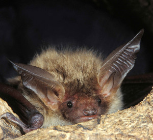 Zuschnittsmake Content Navigation Bild einer Bechstein Fledermaus in einer Fledermaushöhle