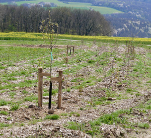 Junge Bäume in einer freien Landschaft