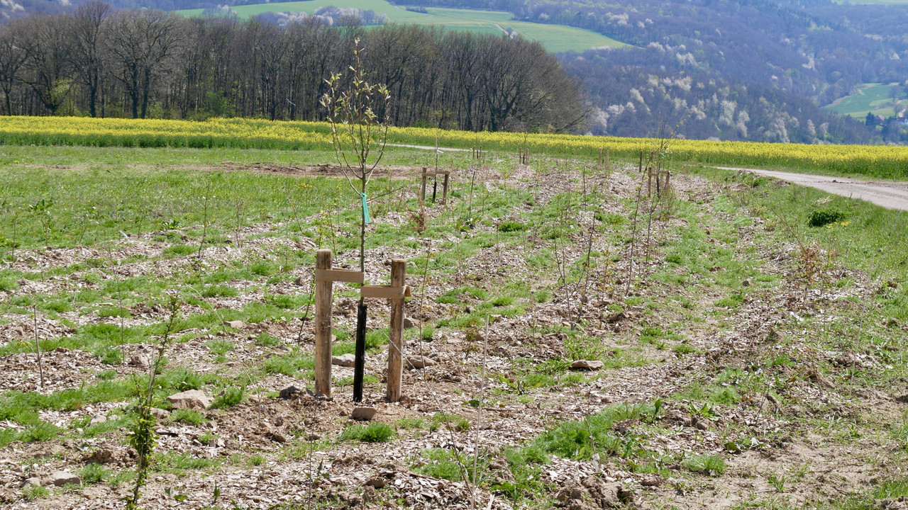 Junge Bäume in einer freien Landschaft