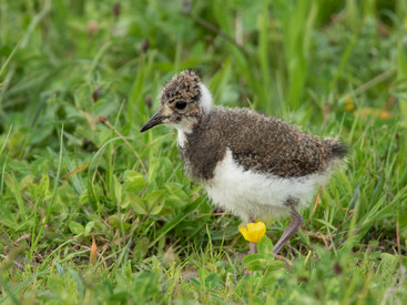 Aktuelles, Links, Downloads