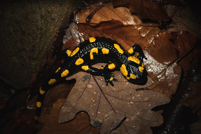 Feuersalamander