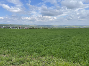 Konzeption Feldvogelprojekt VSG „Ober-Hilbersheimer Plateau“
