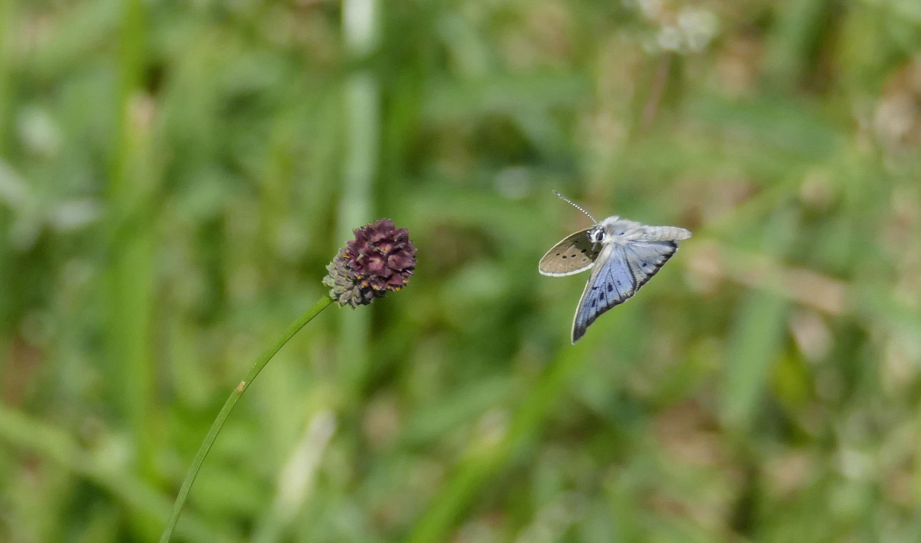 Schmetterling landet auf einer Blume