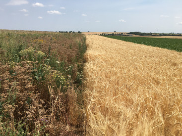 Schutzmaßnahmen