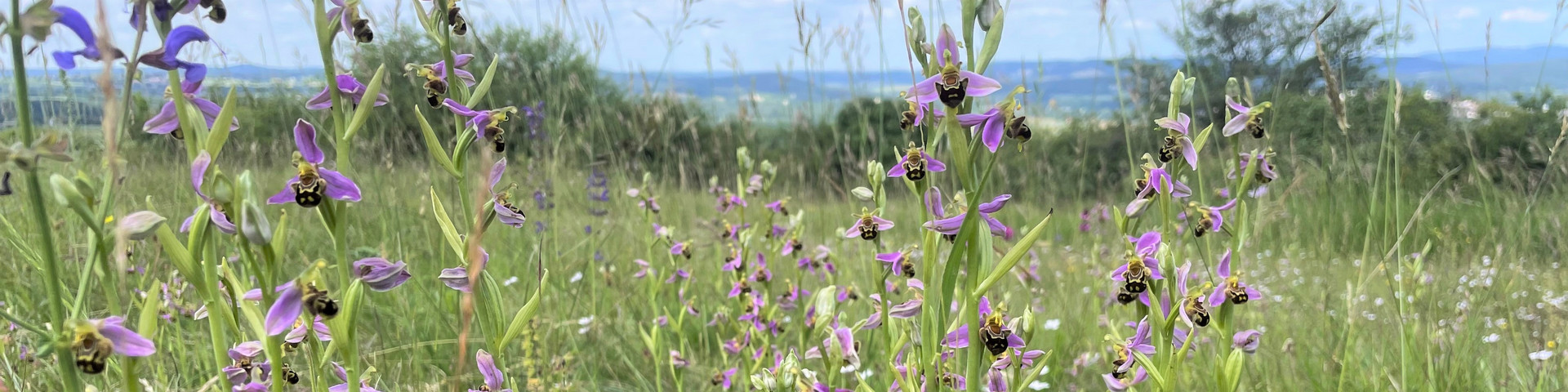 Bienen-Ragwurz (Ophrys apifera)