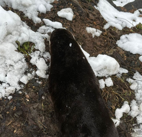 Toter Fischotter im Landkreis Birkenfeld gefunden