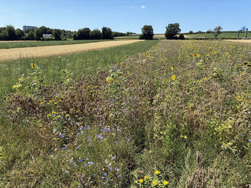 Katrin Eder: „Artenschutz bedeutet Stärkung unserer Lebensgrundlagen. Dank Schutzmaßnahmen gibt es wieder mehr Feldhamster“ Katrin Eder: „Artenschutz bedeutet Stärkung unserer Lebensgrundlagen. Dank Schutzmaßnahmen gibt es wieder mehr Feldhamster“