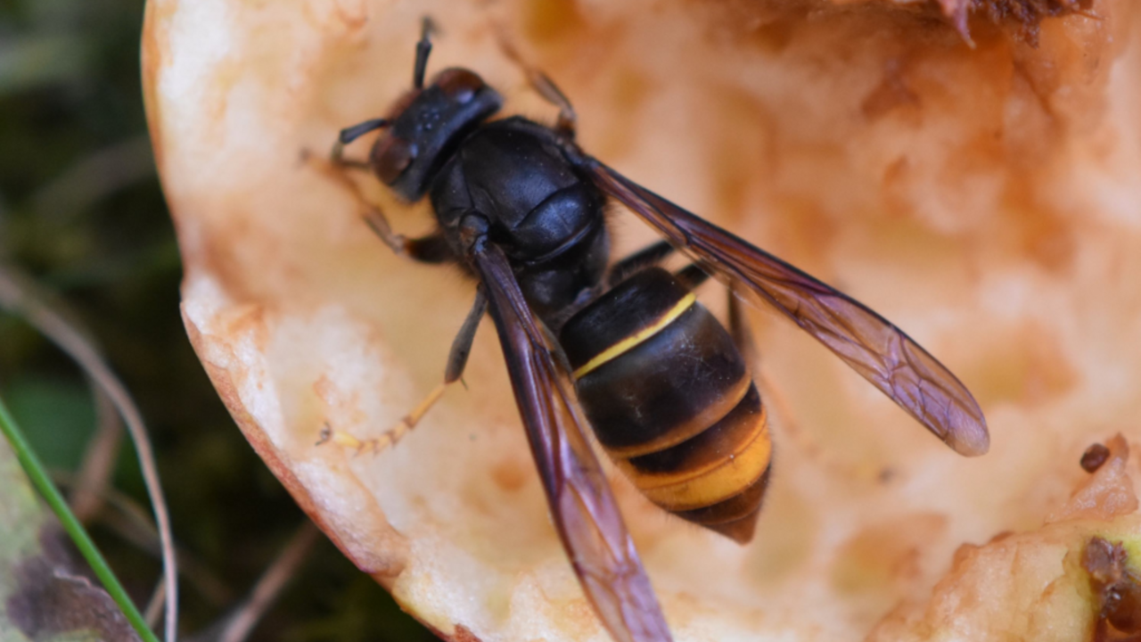 Eine Asiatische Hornisse sitzt auf einer geöffneten Frucht.
