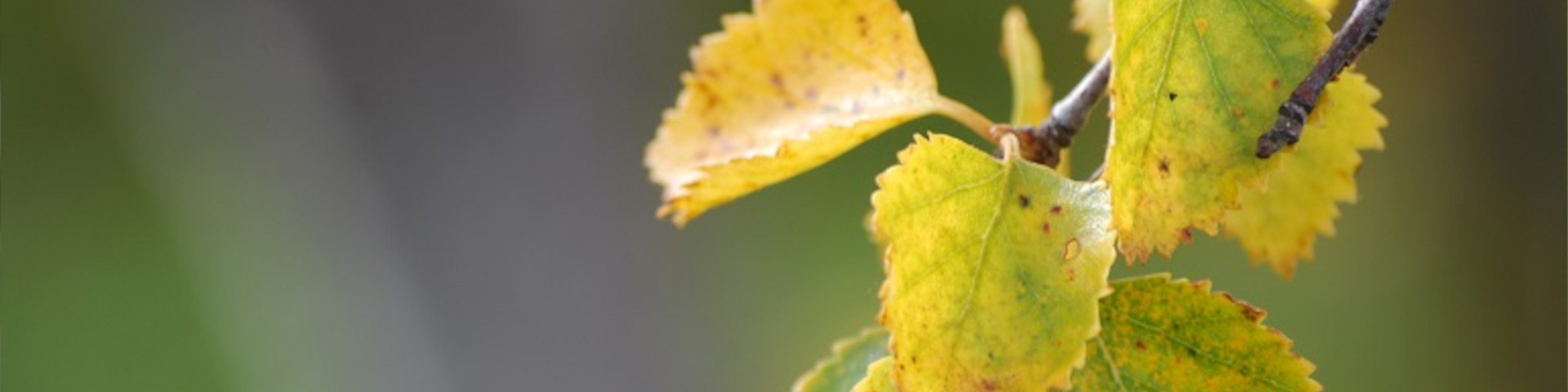 Symbolbild Herbstblatt
