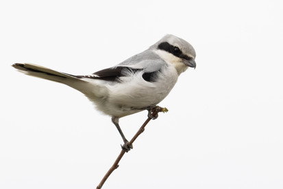 Beitragsreihe zum Raubwürger: Teil 6 gibt eine Übersicht zum Gesamtprojekt