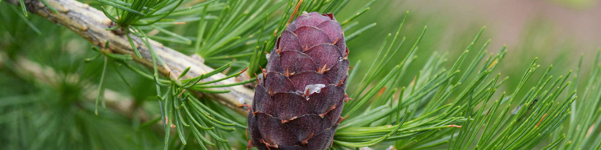 Europäische Lärche - Larix decidua