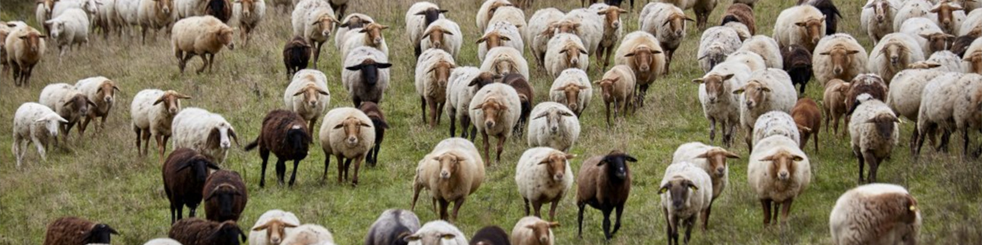 Eine Schafsherde