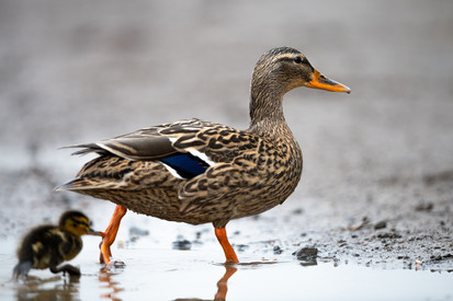 Anmeldestart für ArtenWissen-Kurs: BANU-Qualifizierung Feldornithologie Baustein Wasservögel Anmeldestart für ArtenWissen-Kurs: BANU-Qualifizierung Feldornithologie Baustein Wasservögel