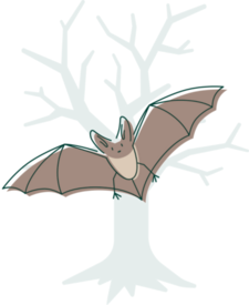 Projektkoordination (m/w/d) Windkraftsensible Waldfledermäuse