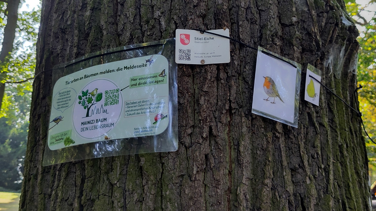 Schilder am Stamm die auf das Projekt MainzBaum hinweisen