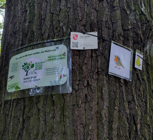 Schilder am Stamm die auf das Projekt MainzBaum hinweisen