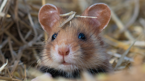 Projektkoordination (m/w/d) - Projekt: „Rheinhessische Feldhamster im Oberrhein-Verbund" (RLP-Feldhamster)