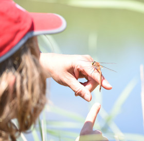 Ein Kind betrachtet eine Libelle, die auf einem Finger sitzt