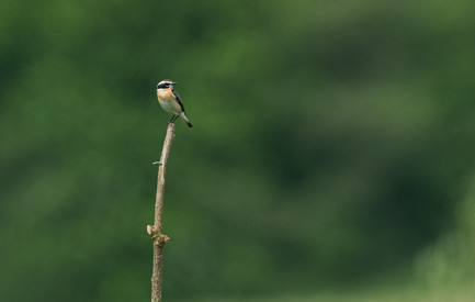 Antrags- und Projektunterlagen Antrags- und Projektunterlagen