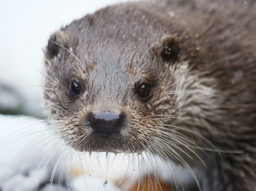 Ein eurasicher Fischotter im Schnee. Zum Glück hat er dichtes Fell, das ihn warm hält. 