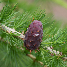 Nahaufnahme des Zapfens einer Europäischen Lärche