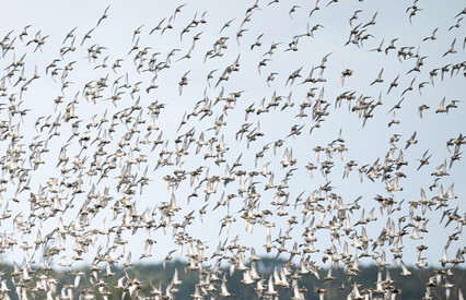 Modellvorhaben Feldvögel "Ober-Hilbersheimer Plateau"