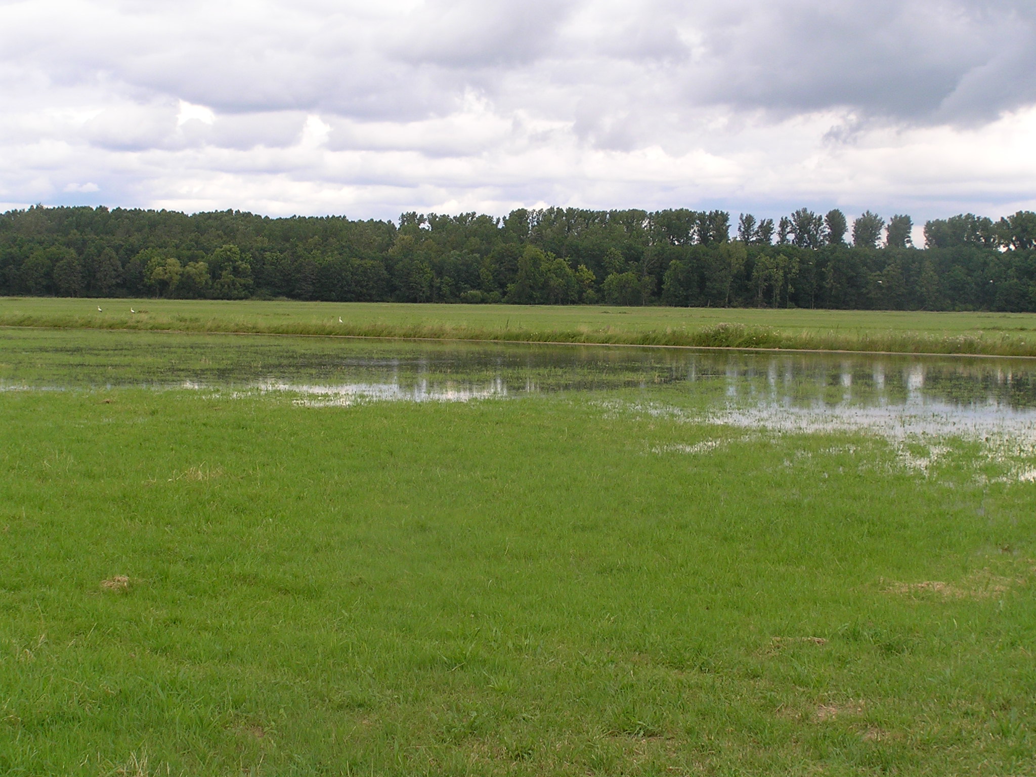 Wässerwiese Ottersheim mit Weißstorch