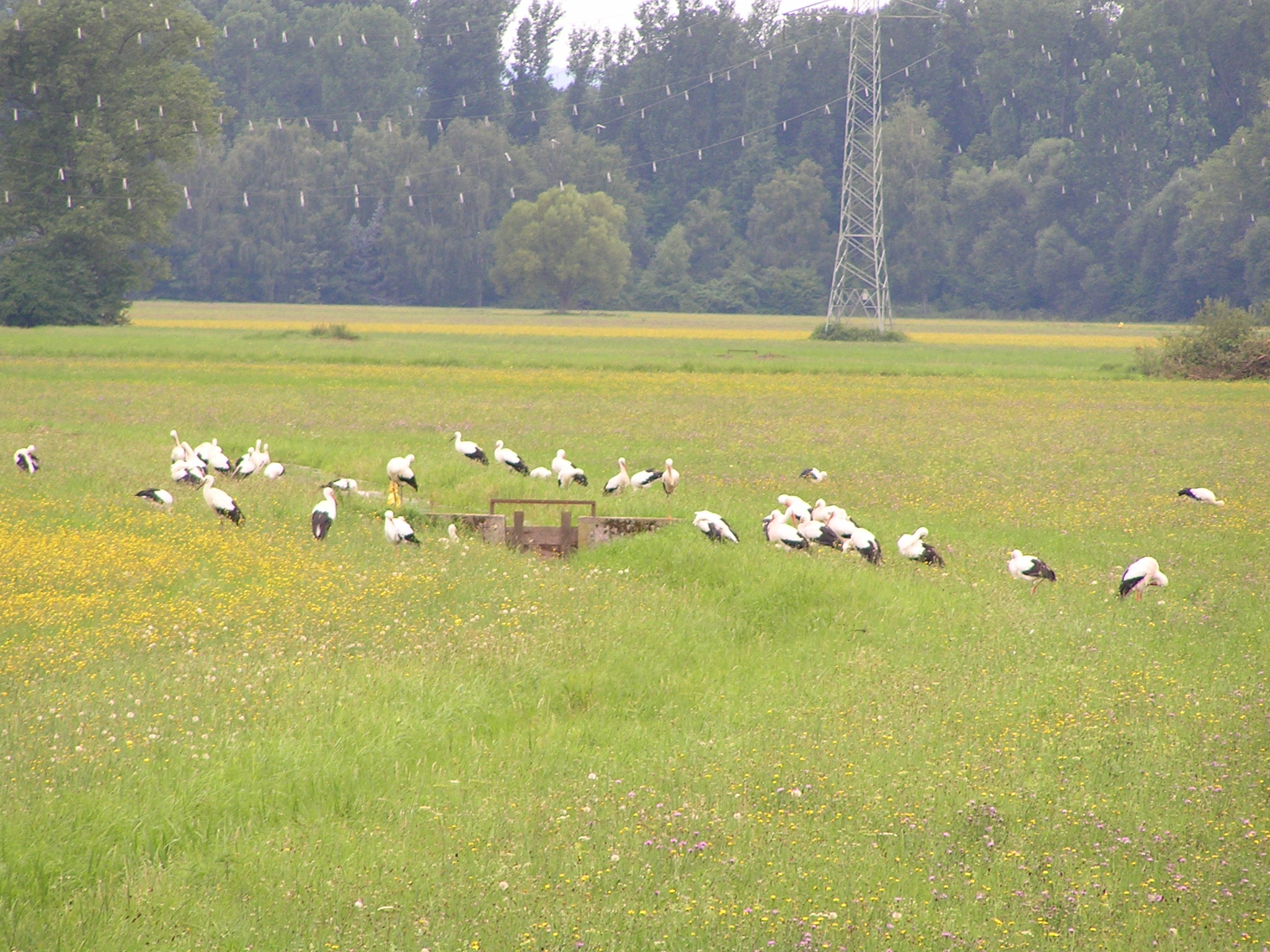 Wässerwiese mit Weißstorch