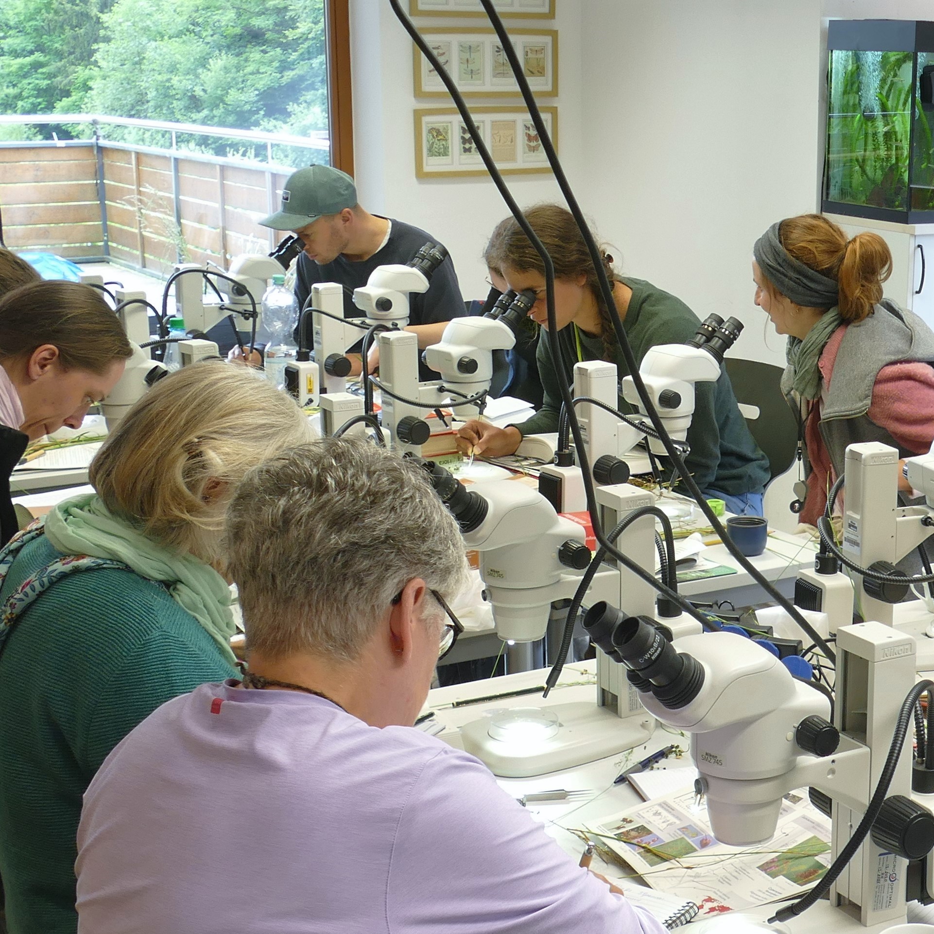 Teilnehmende des Pollichia Artenkennerseminars Gräser bei der Bestimmung von Grasarten im Kursraum
